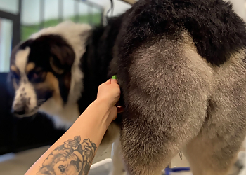 Corona Pet Grooming Paws At Main