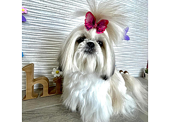 Laredo Pet Grooming Paws & Claws Hotel and Spa