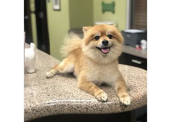 3 Best Pet Grooming in Laredo, TX - Expert Recommendations