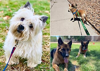 Albuquerque Dog Walkers Paws In Action, LLC.