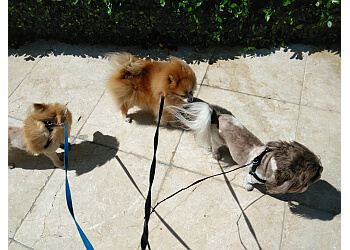 Miami dog walker Paws In The City