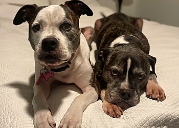 Bakersfield Dog Walkers Paws N' Company