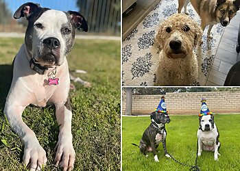 Bakersfield Dog Walkers Paws N' Company