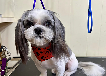 Mobile Pet Grooming Paws Of Purrfection