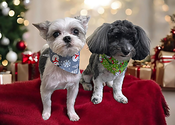 Mobile Pet Grooming Paws Of Purrfection