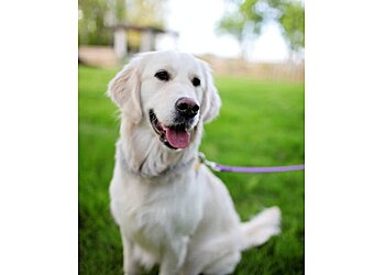 Louisville Dog Walkers Paws Pet Care