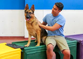 Yonkers Dog Training Paws & Play Pet Resort and Training Center