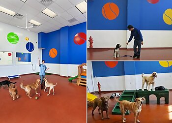 Yonkers Dog Training Paws & Play Pet Resort and Training Center