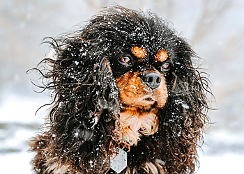 San Diego Dog Walkers Paws & Relax