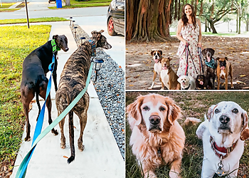 San Diego Dog Walkers Paws & Relax