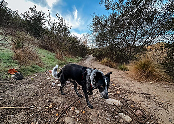 Paws & Relax San Diego Dog Walkers image 1
