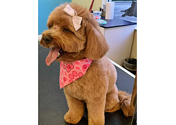 Coral Springs Pet Grooming Paws Up Pet Salon