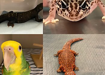 Miami Veterinary Clinics Paws and Claws Medical Center