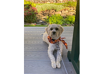 Paws and Claws Pet Grooming Salon - Worcester, MA Pet Grooming - Service Image