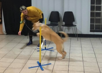Pawsitive Paul's Dog Training