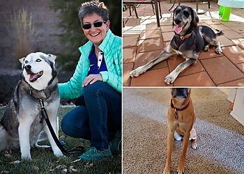 Albuquerque Dog Training Pawsitive Training ABQ