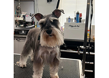 Dayton Pet Grooming Pawsitively Perfect Grooming