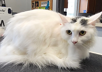 Dayton Pet Grooming Pawsitively Perfect Grooming