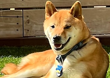 Aurora Dog Walkers Pawsitively Pooches