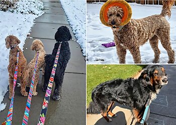 Aurora Dog Walkers Pawsitively Pooches