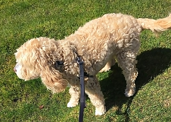 Gilbert Dog Walkers Pawsitively Reliable Pet Service