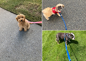 Gilbert Dog Walkers Pawsitively Reliable Pet Service