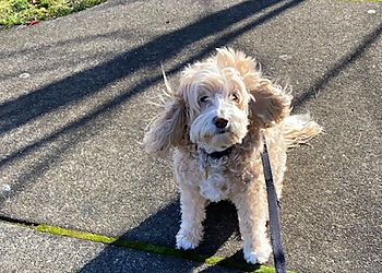 Pawsitively Reliable Pet Service Gilbert Dog Walkers image 1