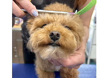 Tampa Pet Grooming Paws 'n' Rec