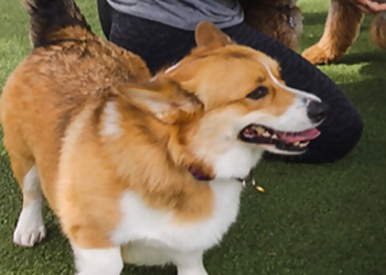 Tampa Pet Grooming Paws 'n' Rec