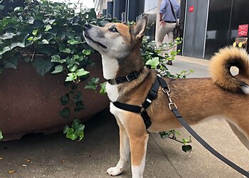New York Dog Walkers Paws on Pine