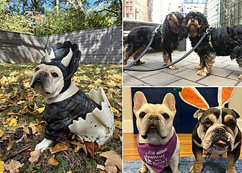 New York Dog Walkers Paws on Pine