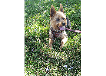 Fremont Dog Walkers Paws on The Run