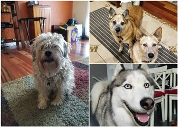 Fremont Dog Walkers Paws on The Run