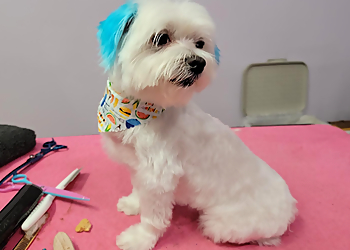 New Haven Pet Grooming Pawtero