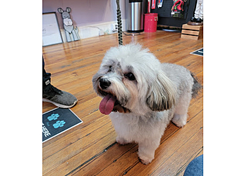 New Haven Pet Grooming Pawtero