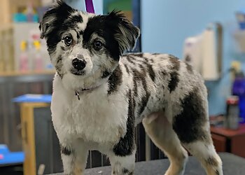 Des Moines Pet Grooming Pawz N Klawz