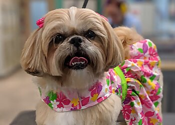 Des Moines Pet Grooming Pawz N Klawz