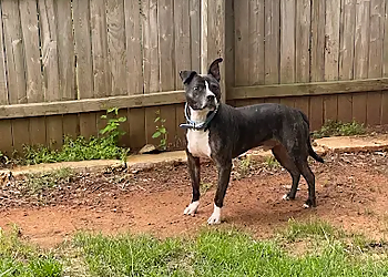 Pawz & Play - Oklahoma City, OK Dog Walkers - Work Image