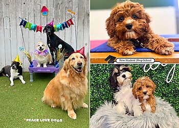 Houston Dog Training Peace Love Dogs