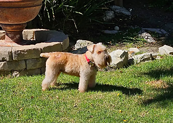 Peanuts Pet Sitting Peanuts Pet Sitting - Louisville, KY Dog Walkers - Service Highlights
