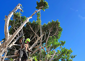 El Cajon Tree Services Pedro's Tree Service