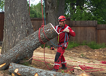 El Cajon Tree Services Pedro's Tree Service