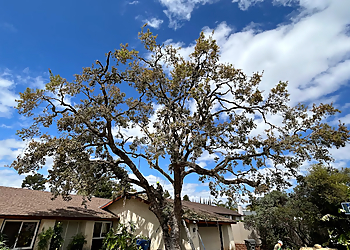 Pedro's Tree Service El Cajon Tree Services image 1