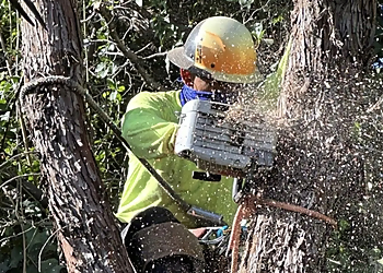 Santa Clarita Tree Services Pelletier Tree Service