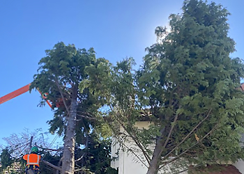 Oceanside Tree Services Pena Tree Services