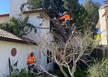 Oceanside Tree Services Pena Tree Services