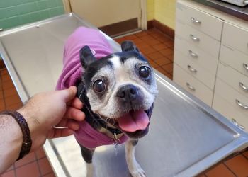 Pittsburgh Veterinary Clinics Penn Animal Hospital