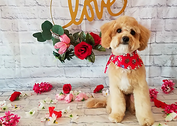 Corpus Christi Pet Grooming Penny and the Wolf Pet Grooming