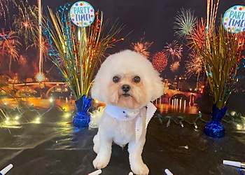 Corpus Christi Pet Grooming Penny and the Wolf Pet Grooming