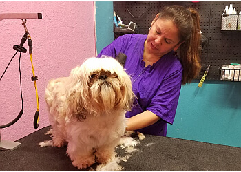 Penny and the Wolf Pet Grooming Corpus Christi Pet Grooming
